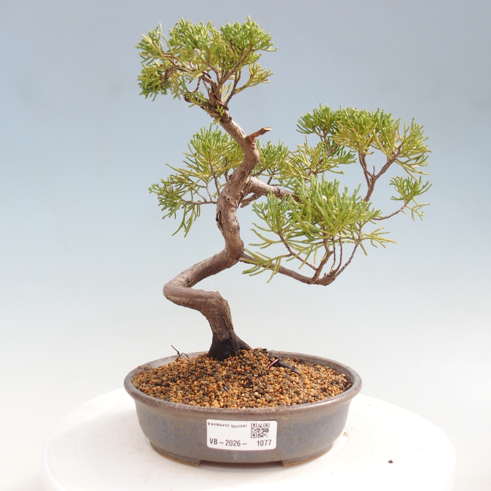 Outdoor bonsai - Juniperus chinensis Kishu