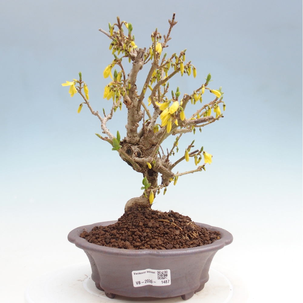 Outdoor bonsai - Zlatice - Forsythia koreana
