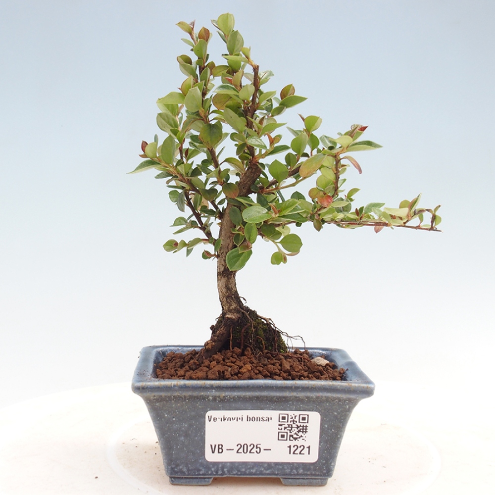 Outdoor bonsai - Cotoneaster horizontalis - Rock tree