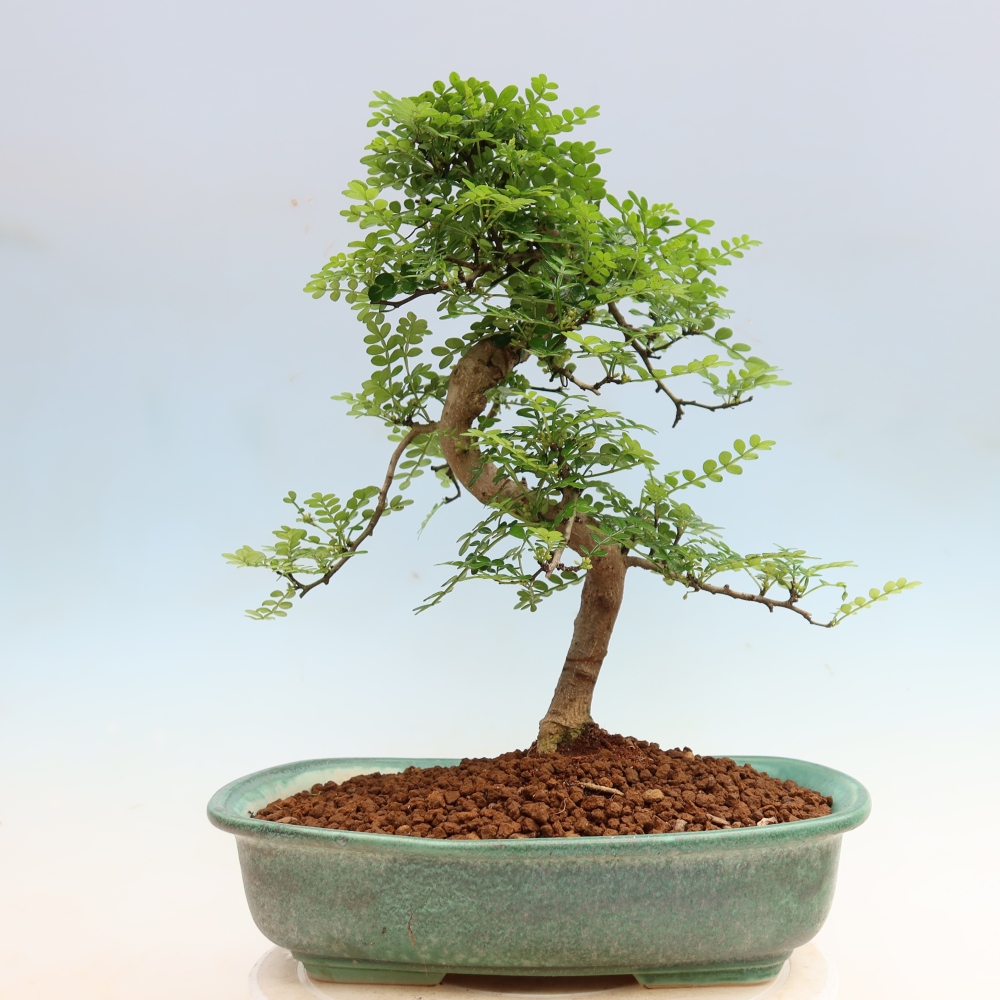 Room bonsai - Zantoxylum piperitum - pepper tree