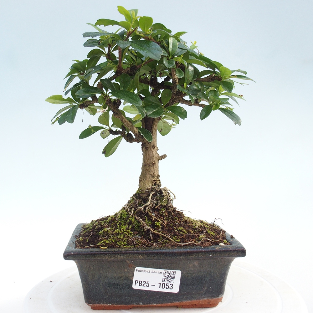 Indoor bonsai - Carmona macrophylla - Fuki tea