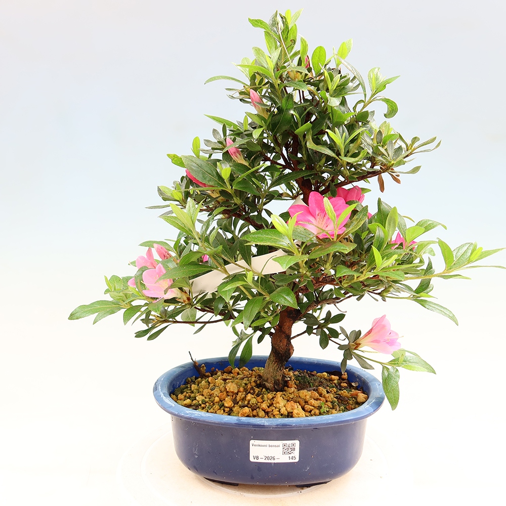 Outdoor bonsai - Japanese Azalea - Azalea Reiko