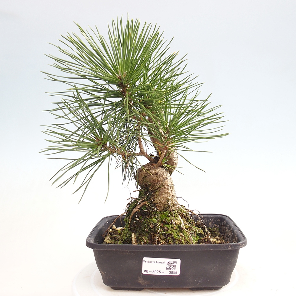 Outdoor bonsai - Pinus thunbergii - Thunberg pine