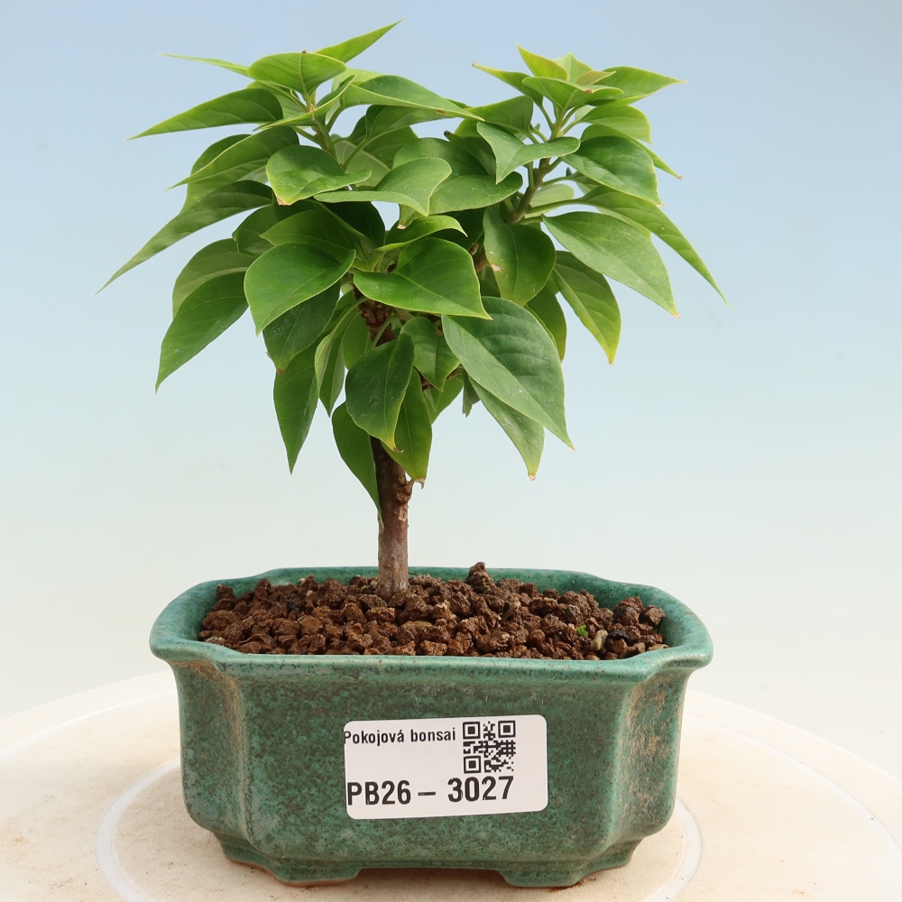 Room bonsai - Bouganwilea