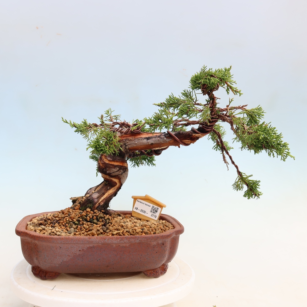 Outdoor Bonsai - Juniperus chinensis Itoigawa - Chinese Juniper