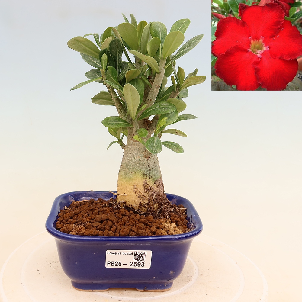 Indoor Bonsai - Adenium obesum Red Star - Desert Rose