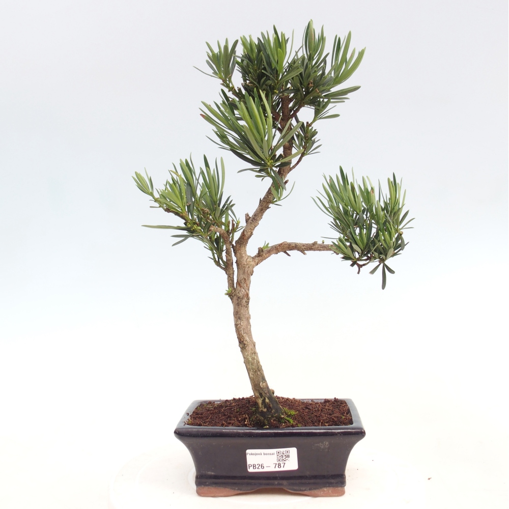Room bonsai - Podocarpus - Stone Yew