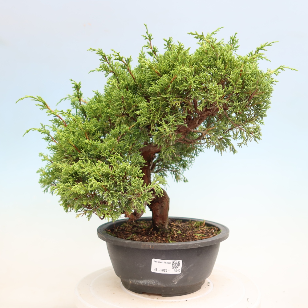 Outdoor Bonsai - Juniperus chinensis Itoigawa - Chinese Juniper