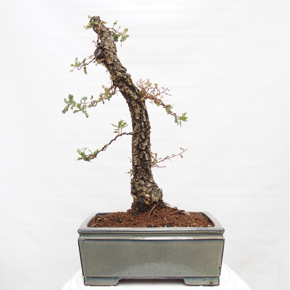 Yamadori - Quercus Ilex - Oak holly