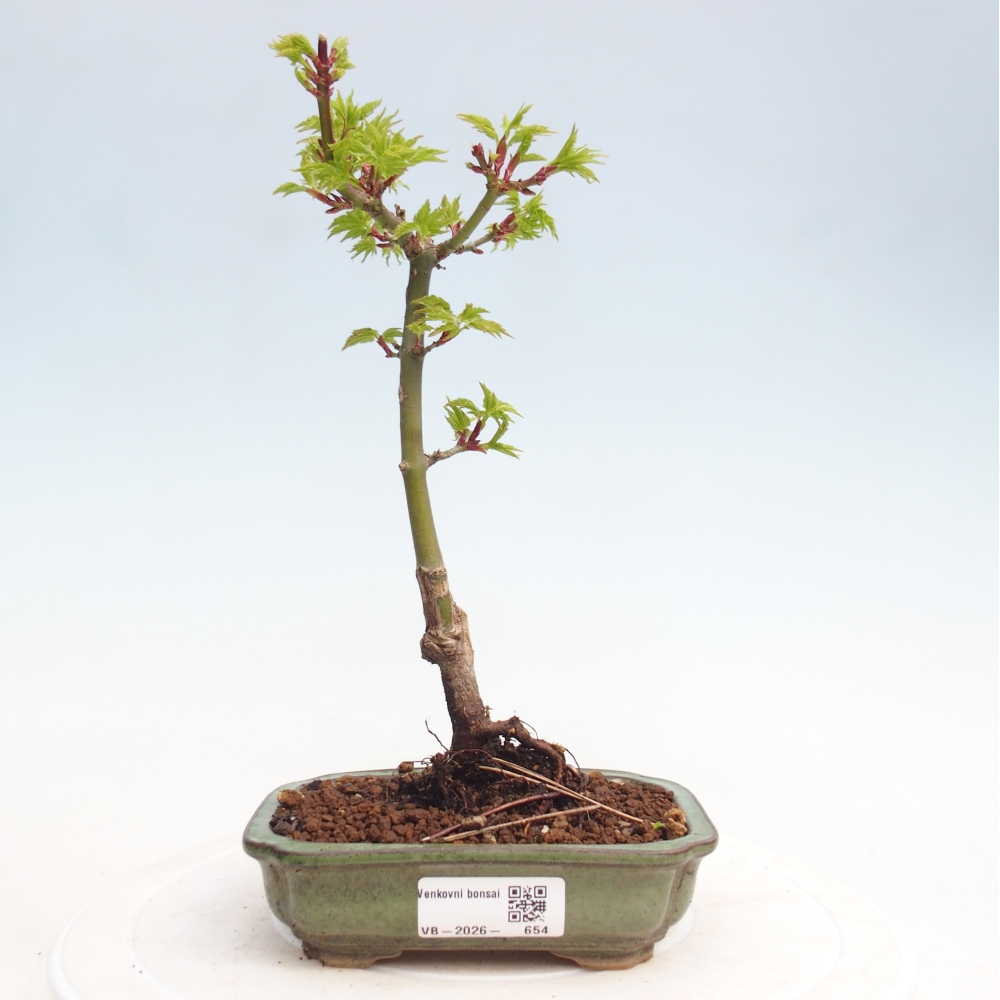 Outdoor bonsai -Javor small-leaved SHISHIGASHIRA
