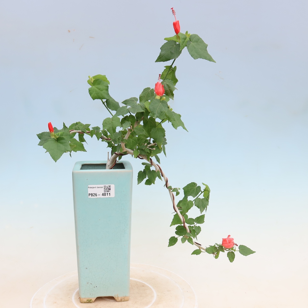 Indoor bonsai - Malvaviscus arboreus