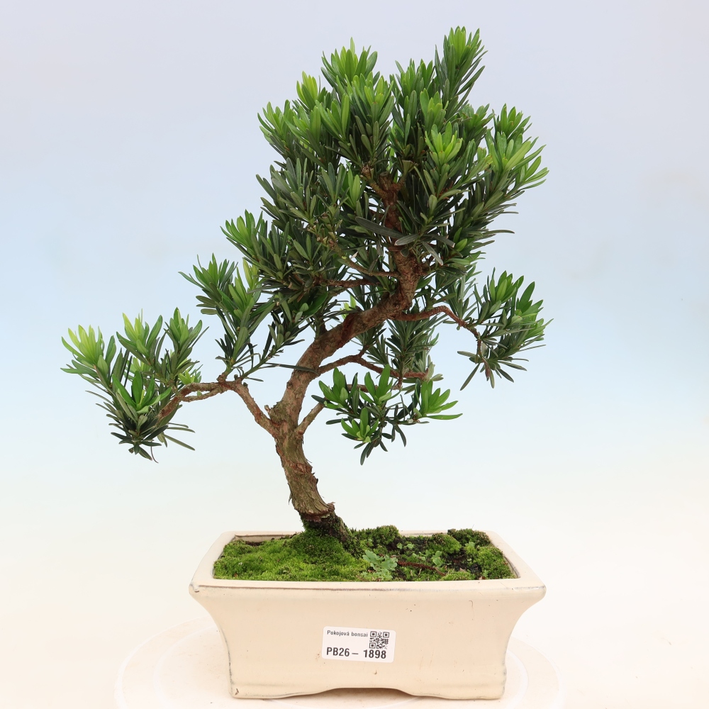 Room bonsai - Podocarpus - Stone Yew