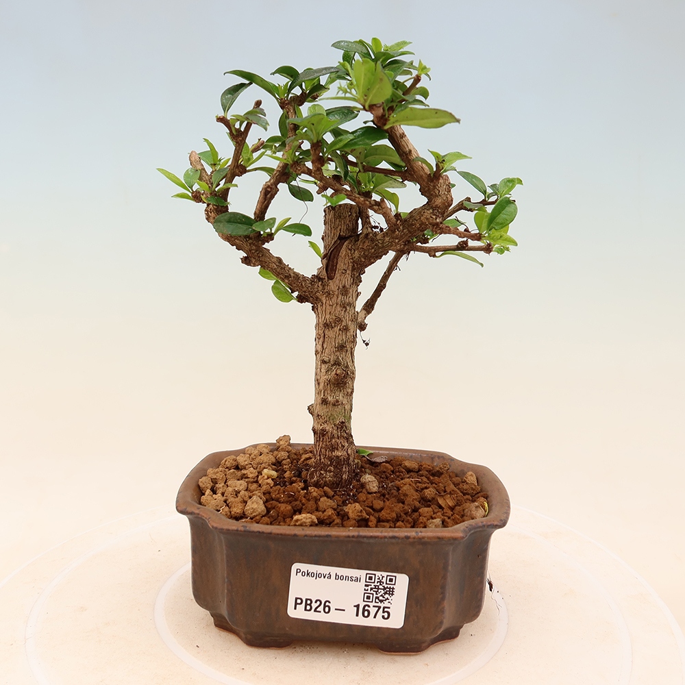 Room bonsai - Carmona macrophylla - Tea fuki