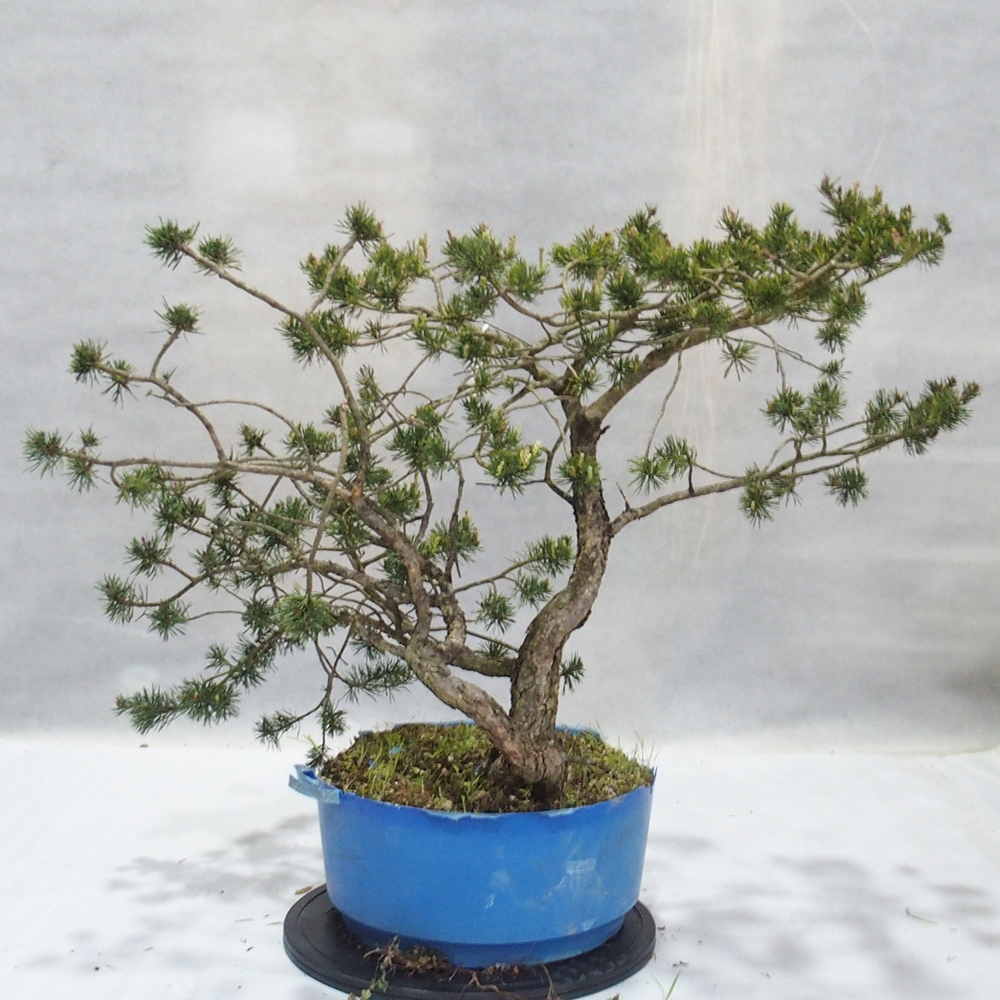 Yamadori - Pinus sylvestris 