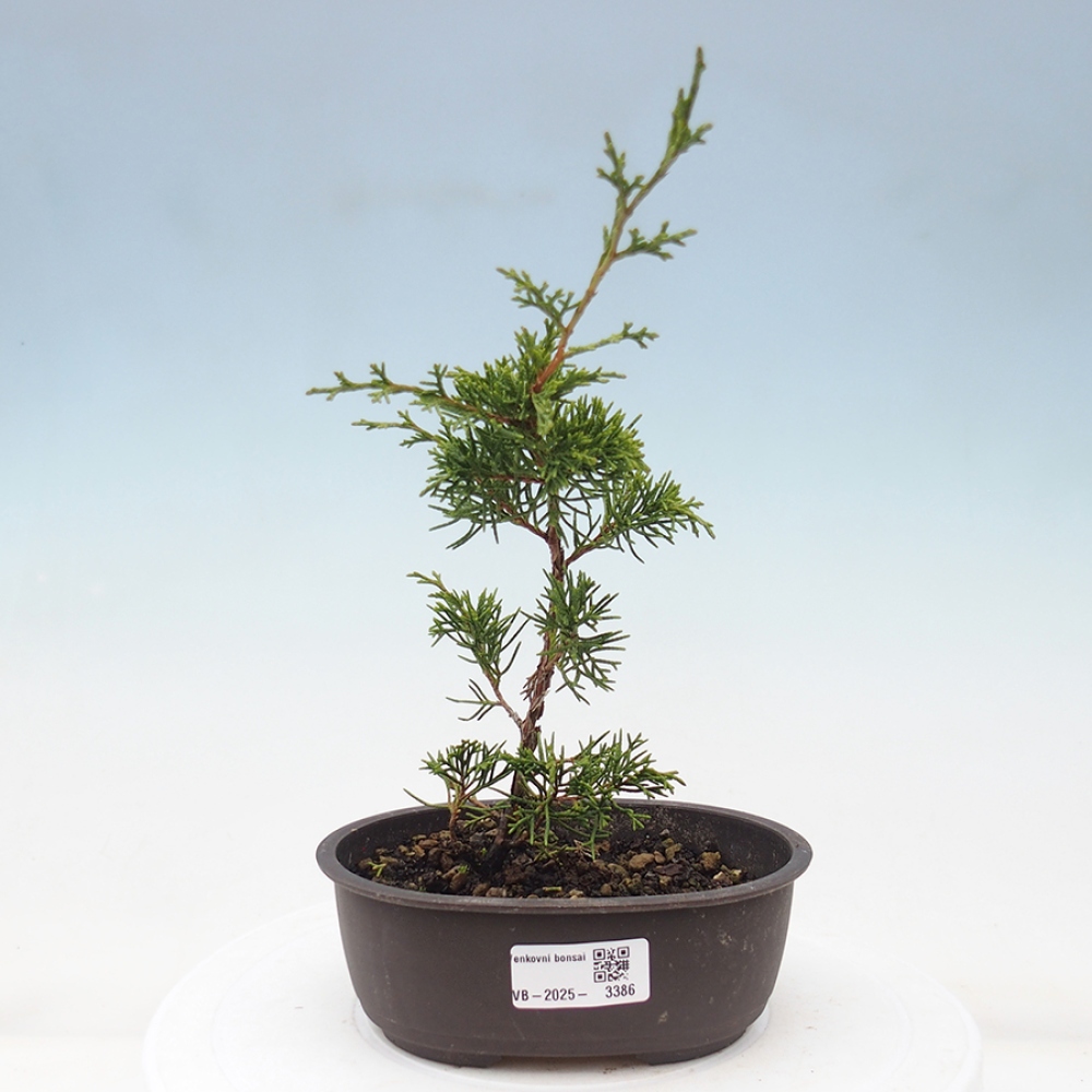 Outdoor bonsai - Juniperus chinensis Itoigawa - Chinese juniper