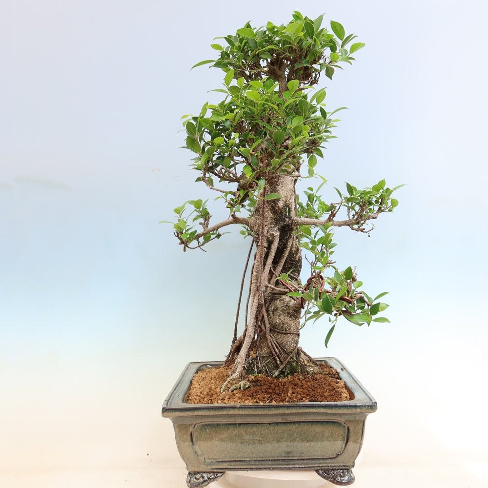 Room bonsai - Ficus kimmen - small-leaved ficus