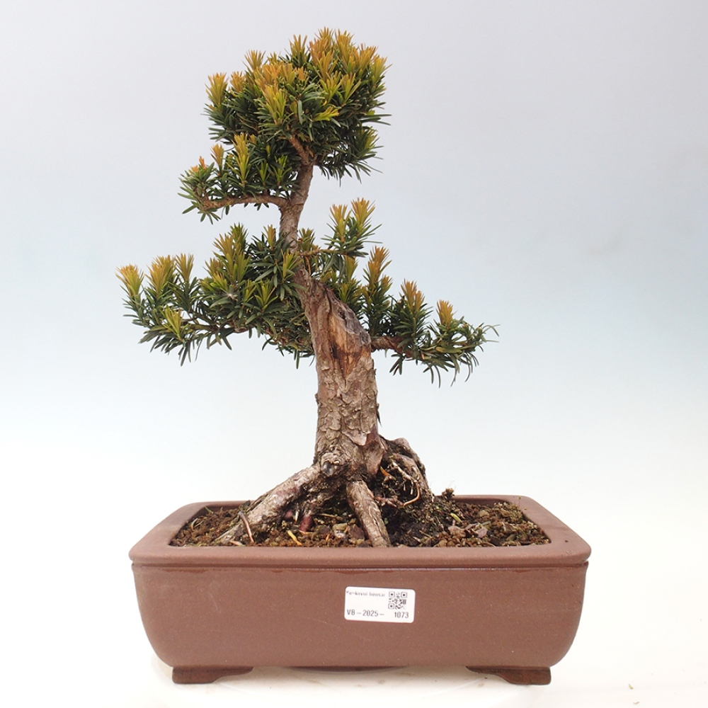 Outdoor bonsai - Taxus cuspidata - Japanese yew