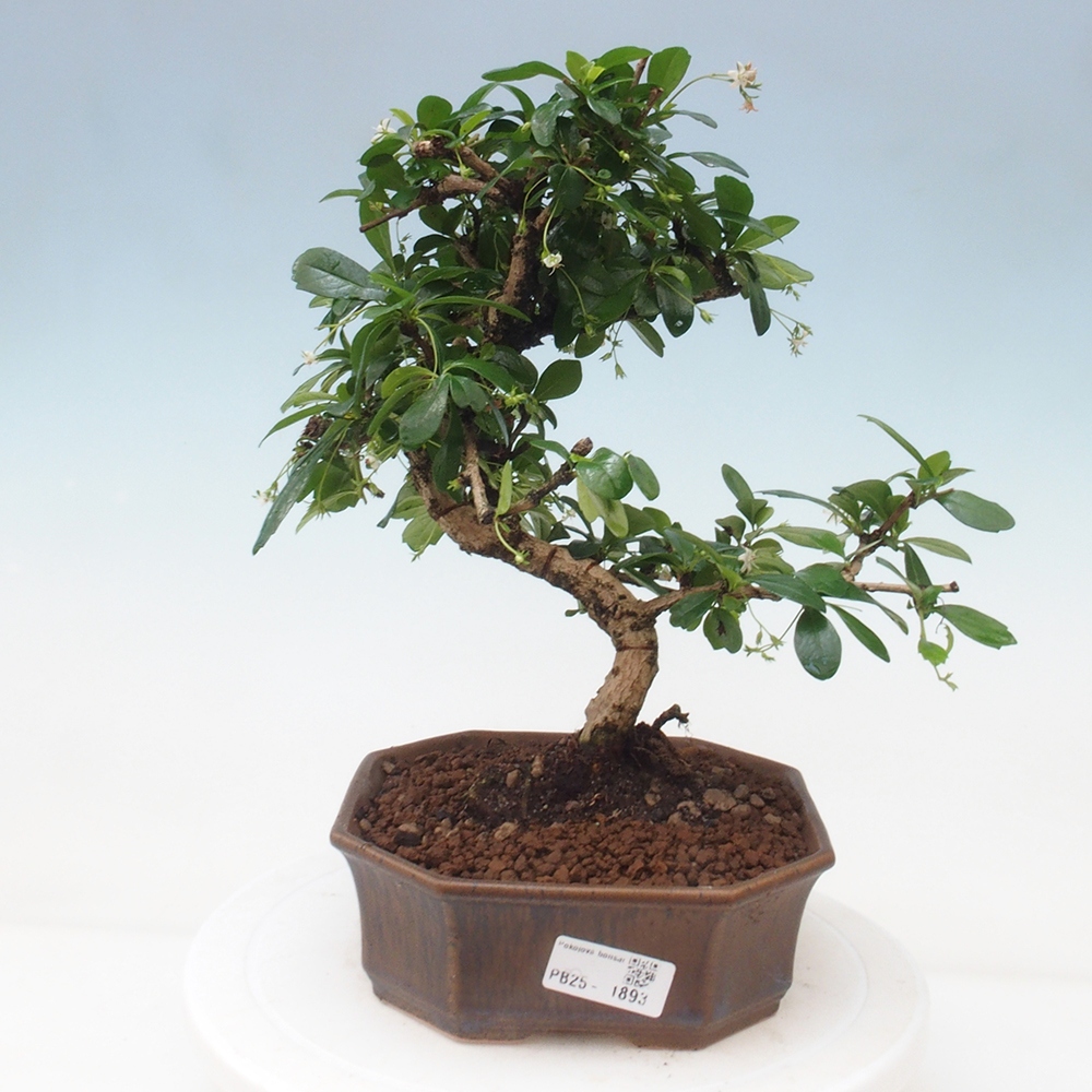 Room bonsai - Carmona macrophylla - Tea fuki