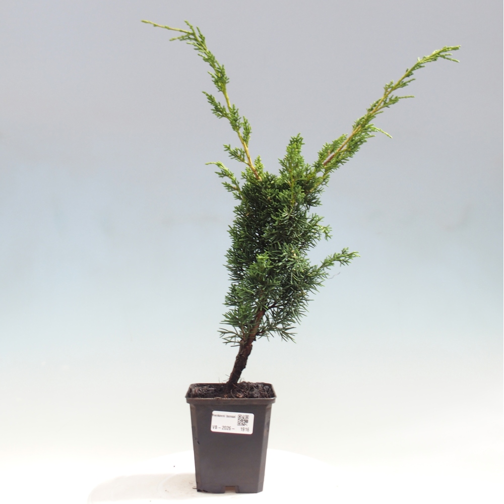 Outdoor bonsai - Juniperus chinensis Kishu