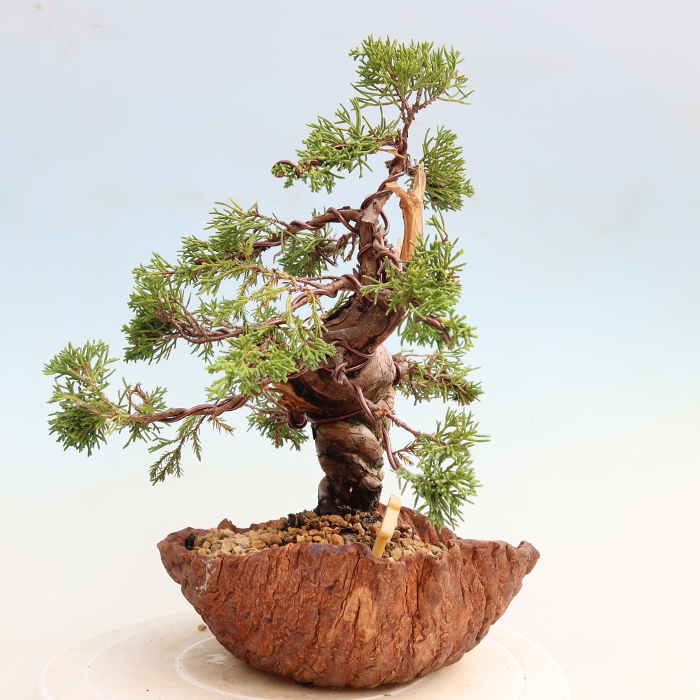 Outdoor Bonsai - Juniperus chinensis Itoigawa - Chinese Juniper