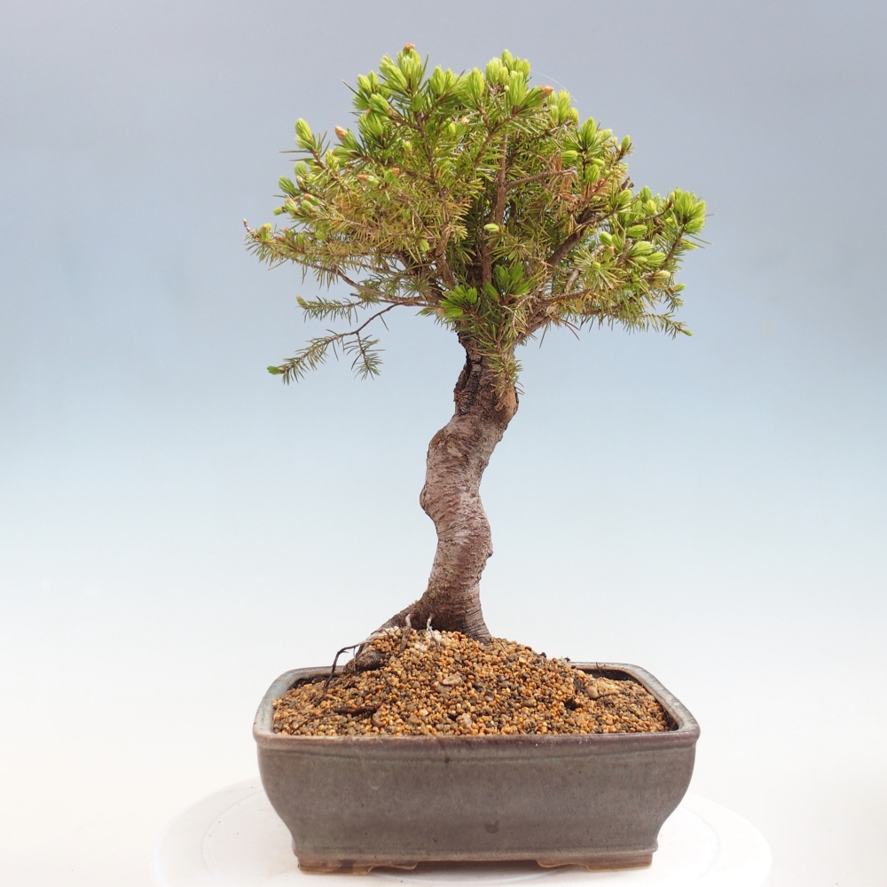 Outdoor bonsai - Spruce - Picea glauca globe