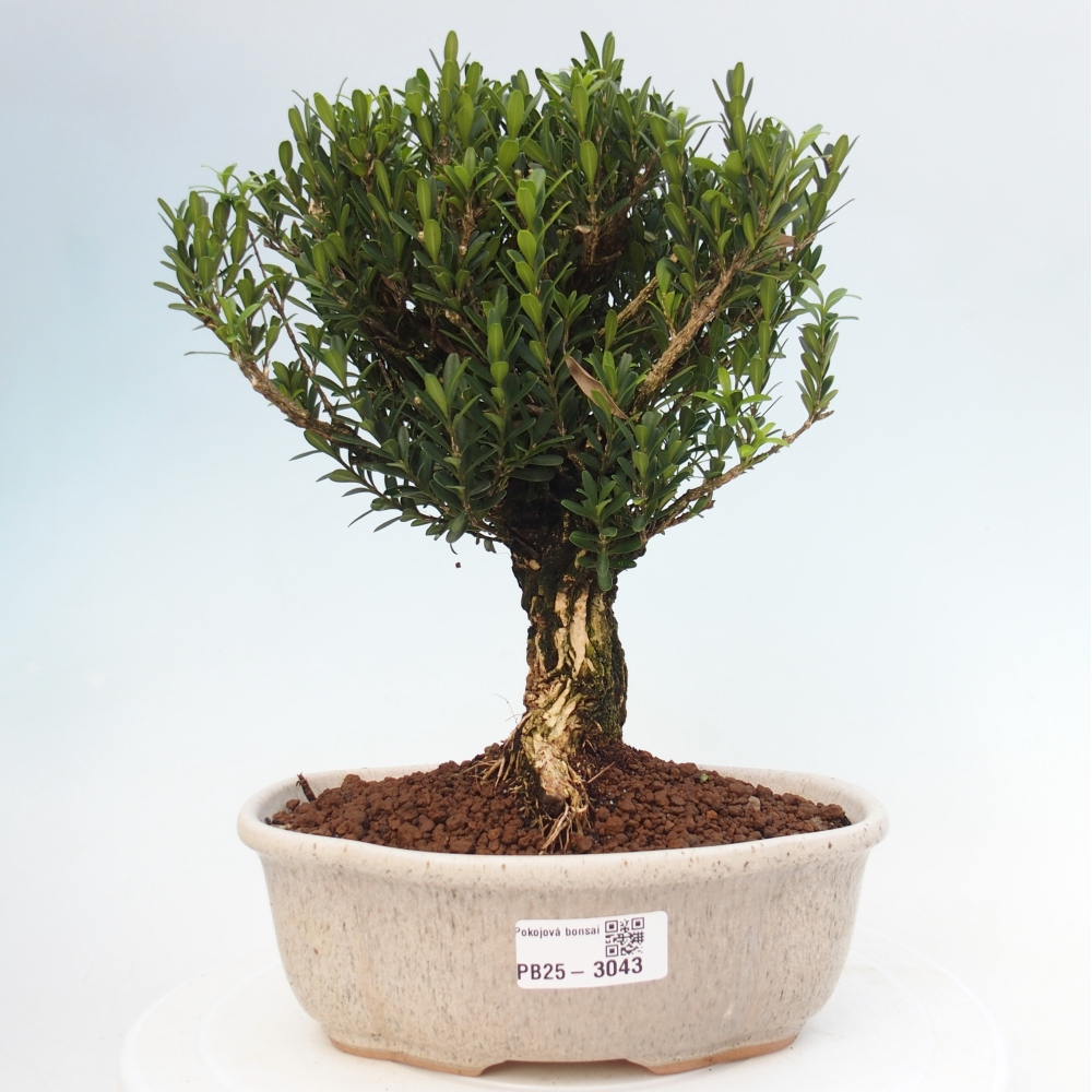 Indoor bonsai - Buxus harlandii - Cork boxwood