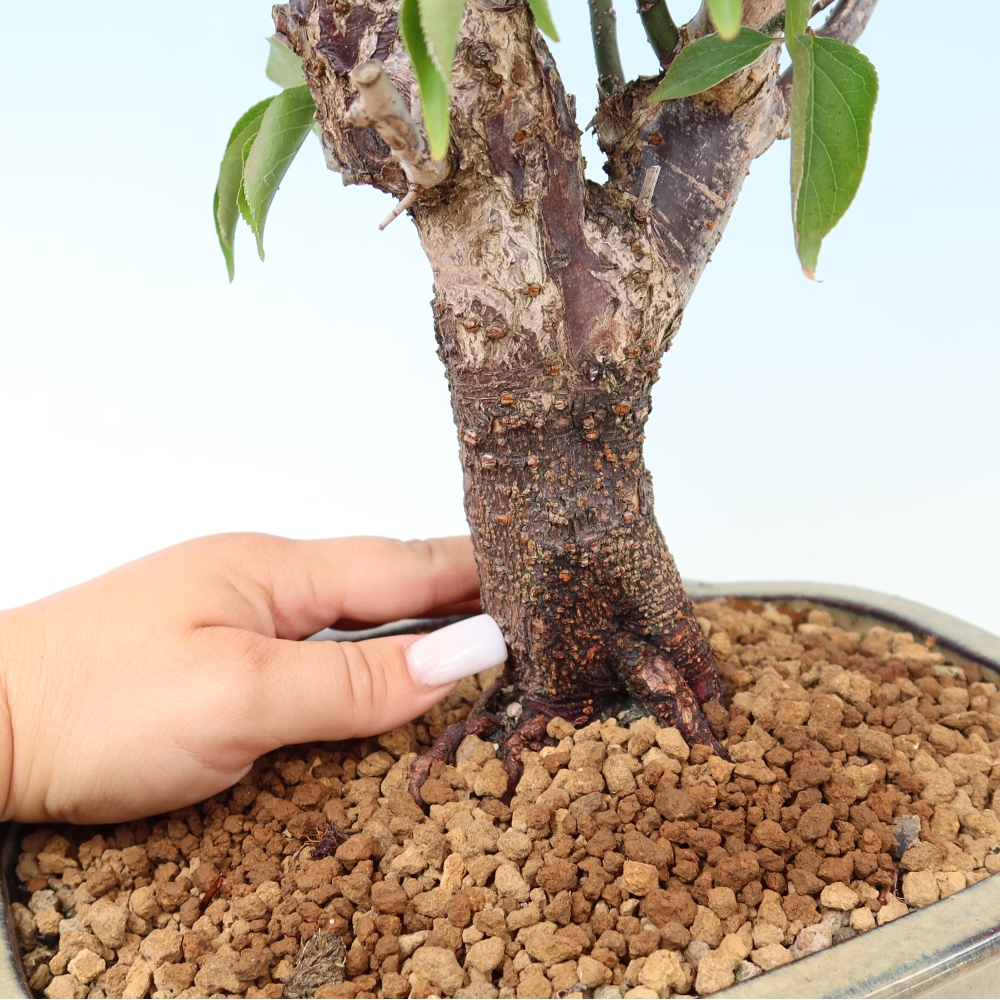 Outdoor Bonsai - Japanese Apricot - Prunus Mume
