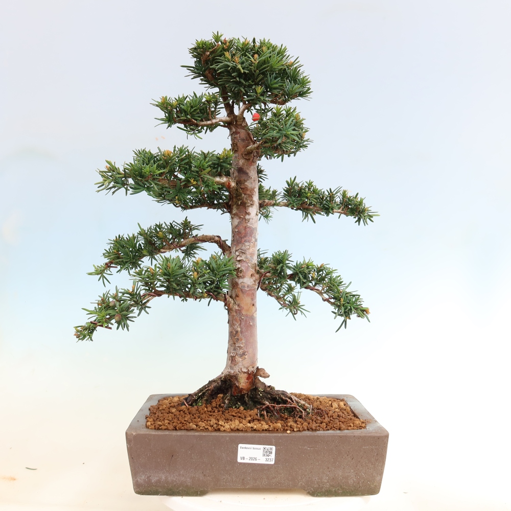 Outdoor Bonsai - Taxus cuspidata  - Japanese Yew