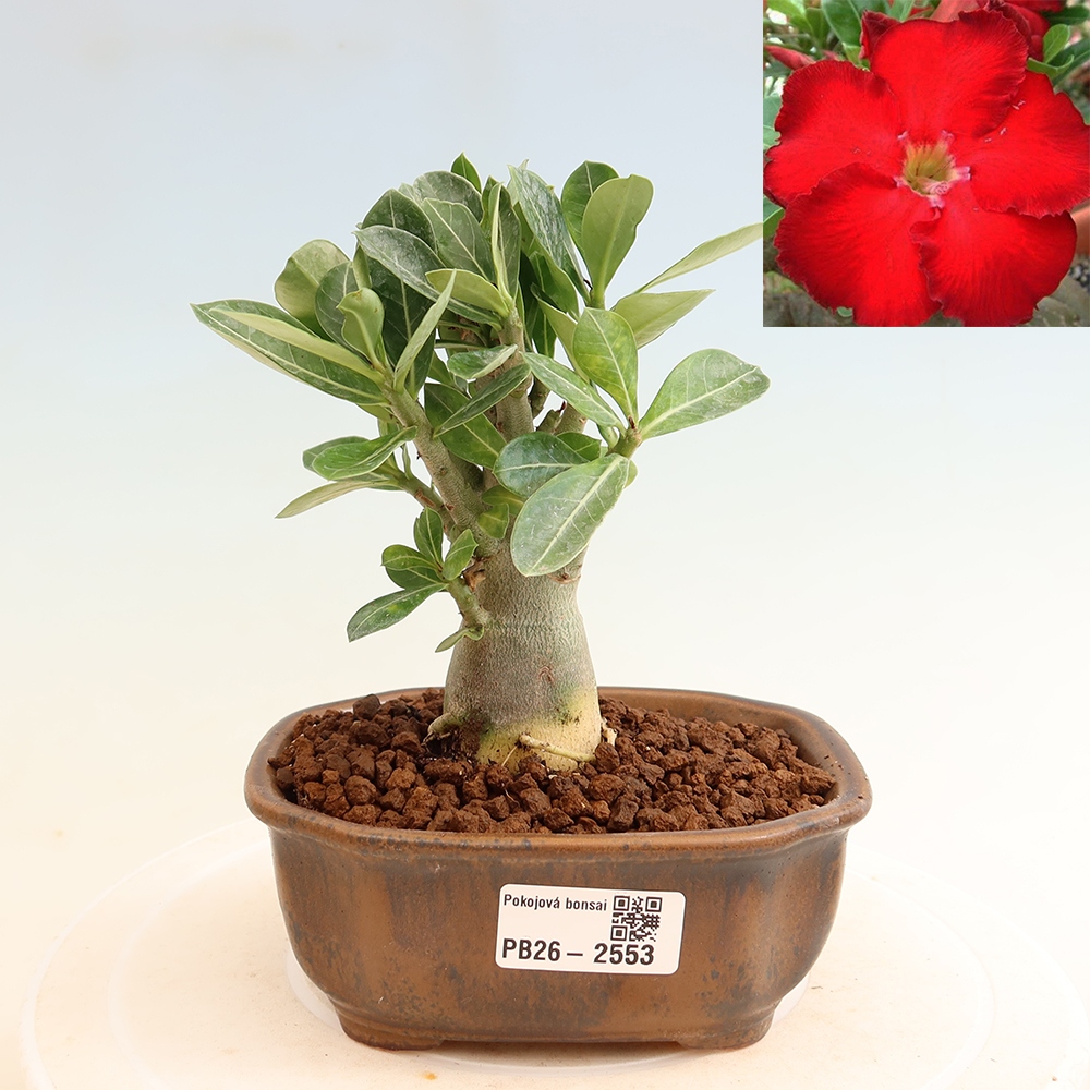 Indoor Bonsai - Adenium obesum Red Star - Desert Rose