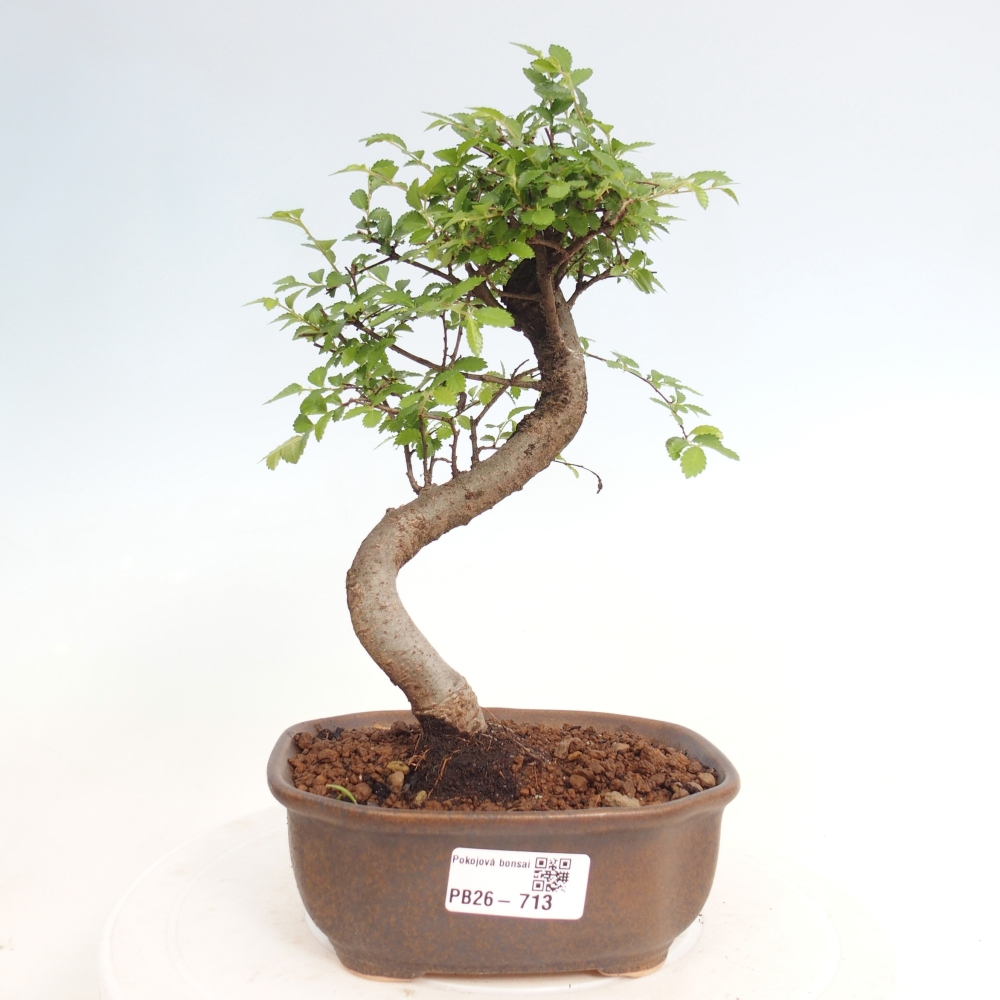 Room bonsai - Ulmus parvifolia - Small-leaved elm