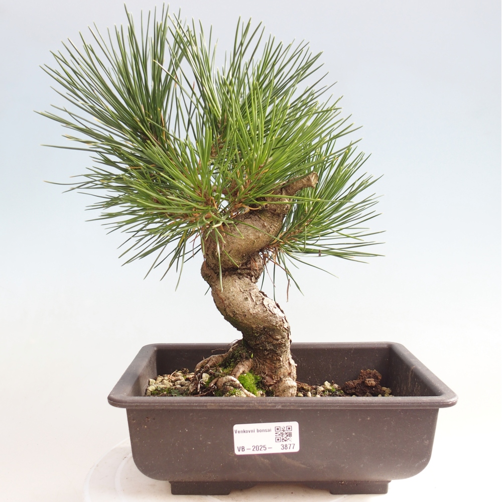 Outdoor bonsai - Pinus thunbergii - Thunberg pine
