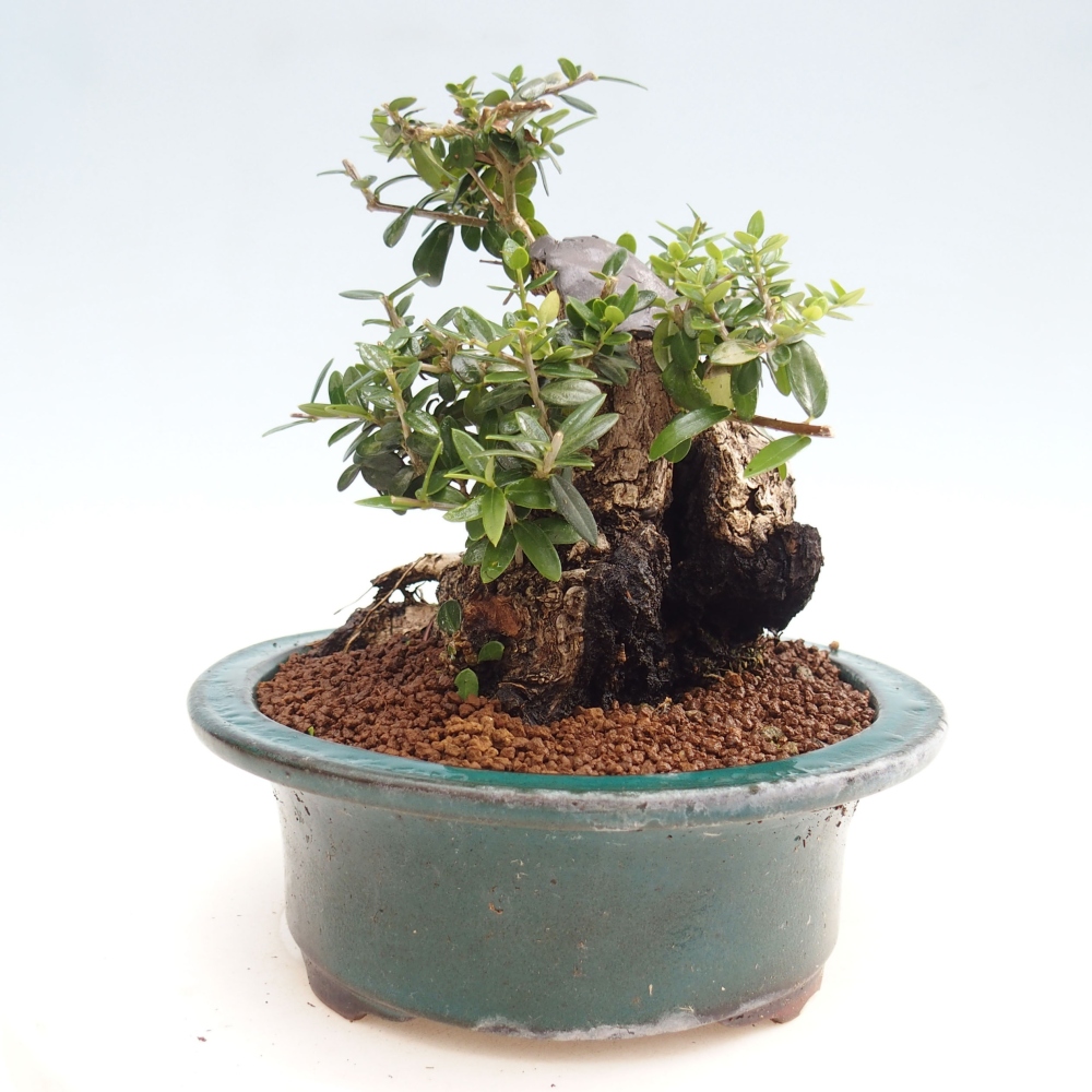 Indoor bonsai - Olea europaea sylvestris - European small-leaved olive oil