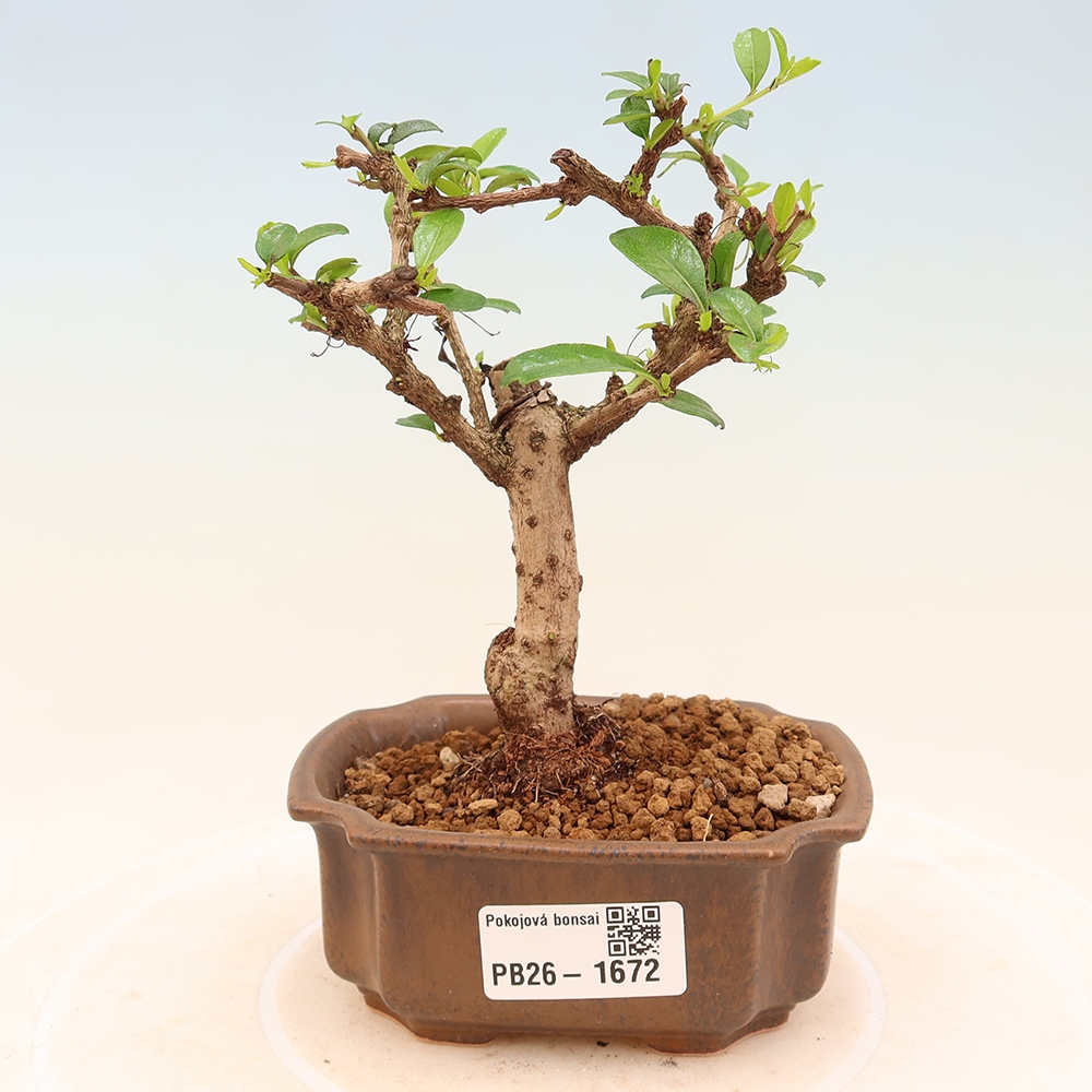 Room bonsai - Carmona macrophylla - Tea fuki