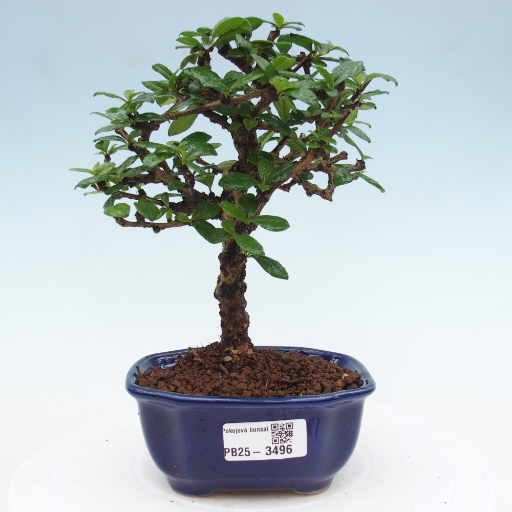 Room bonsai - Carmona macrophylla - Tea fuki