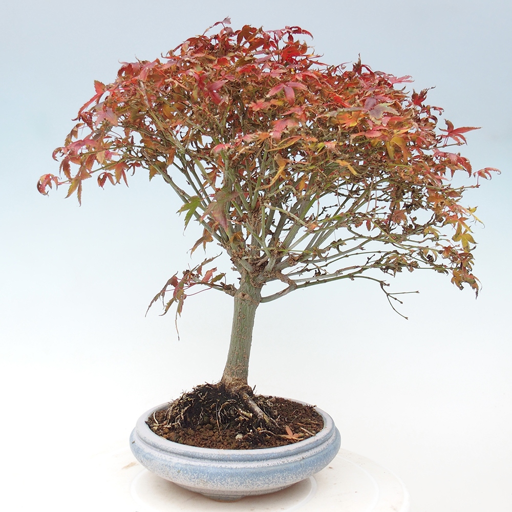 Acer palmatum KIOHIME - Palmetto maple