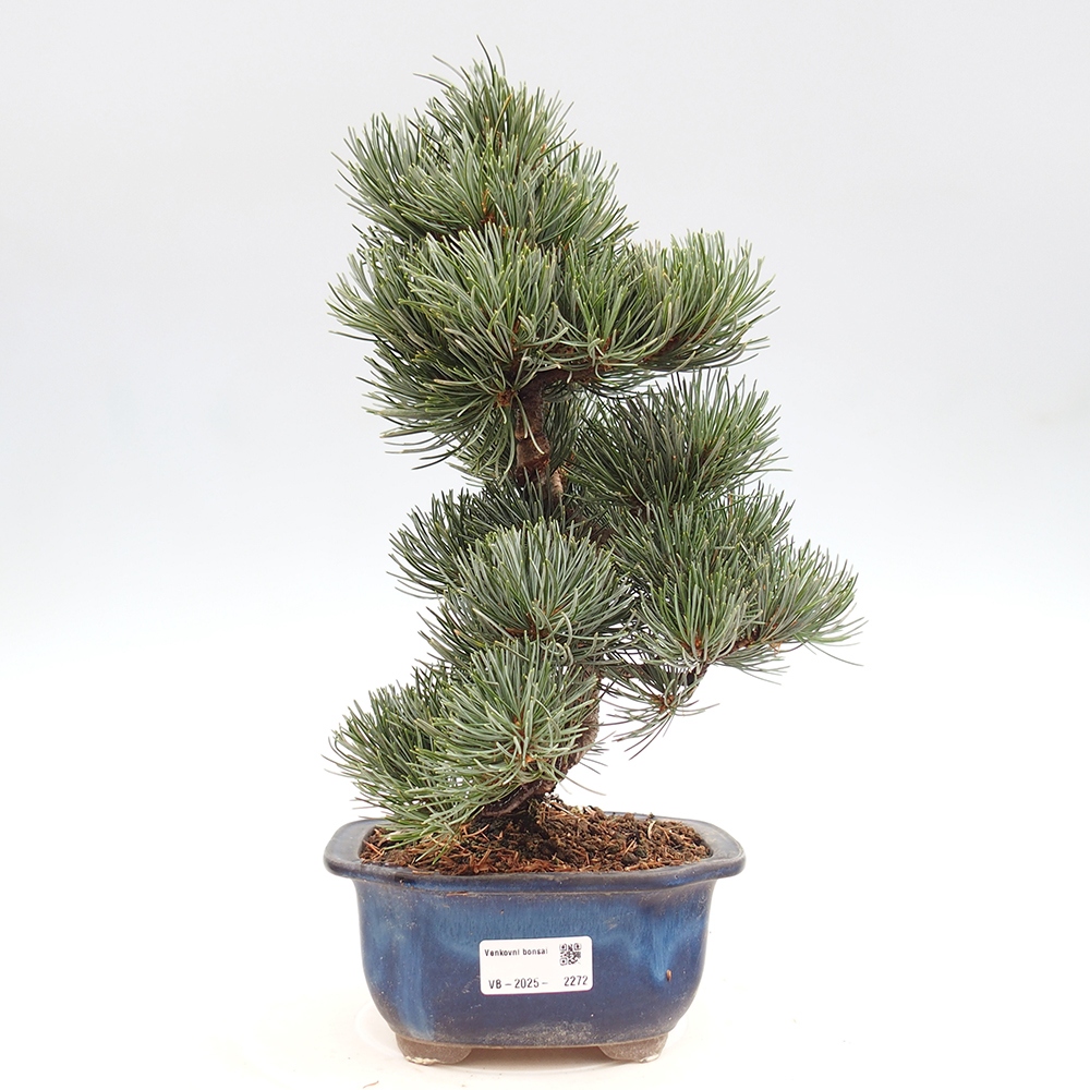 Outdoor bonsai - Pinus parviflora - Small pine tree