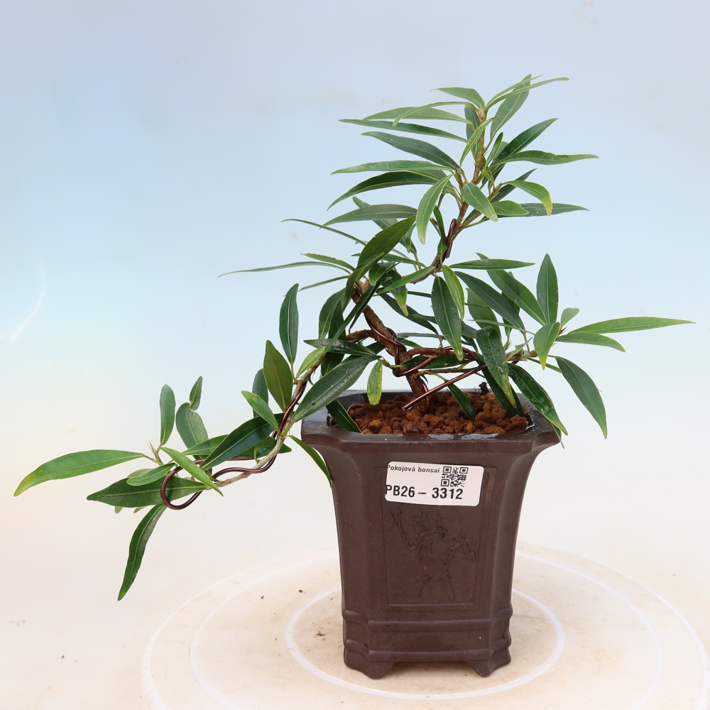 Room bonsai - Ficus nerifolia - small-leaved ficus