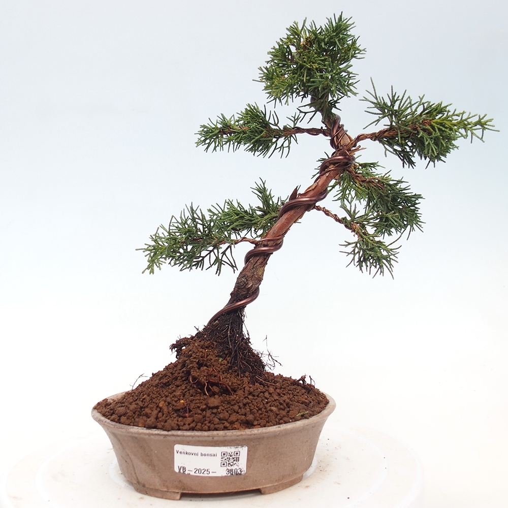 Outdoor bonsai - Juniperus chinensis Kishu