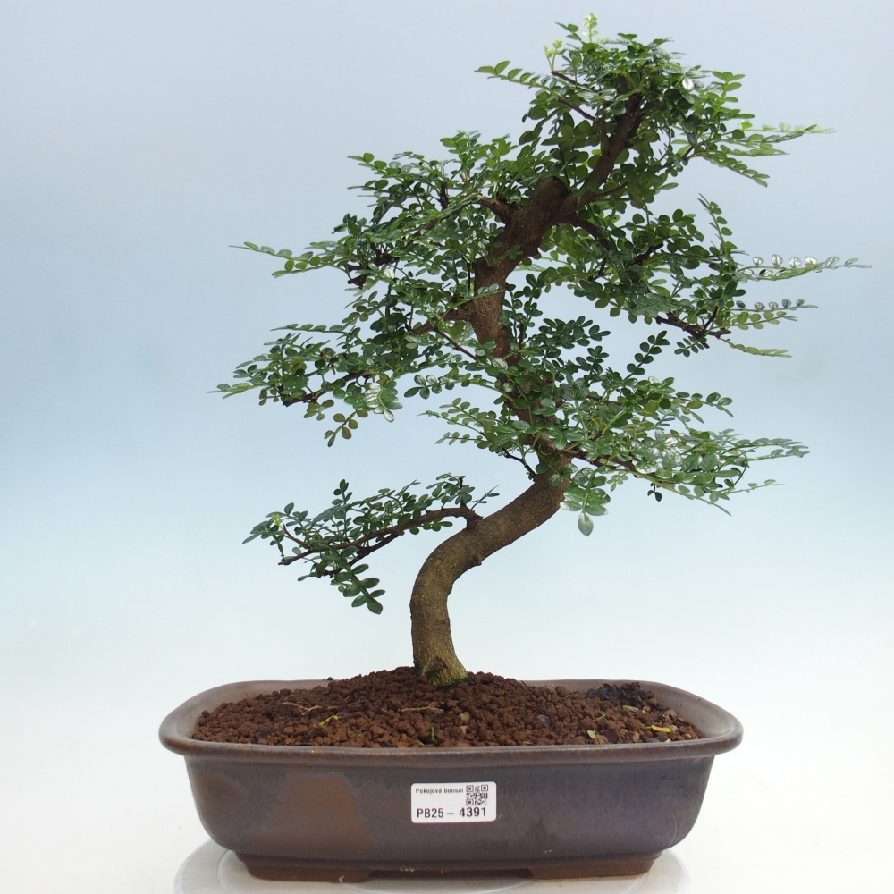Room bonsai - Zantoxylum piperitum - pepper tree