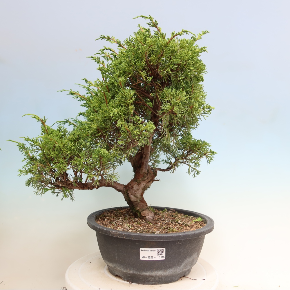 Outdoor Bonsai - Juniperus chinensis Itoigawa - Chinese Juniper