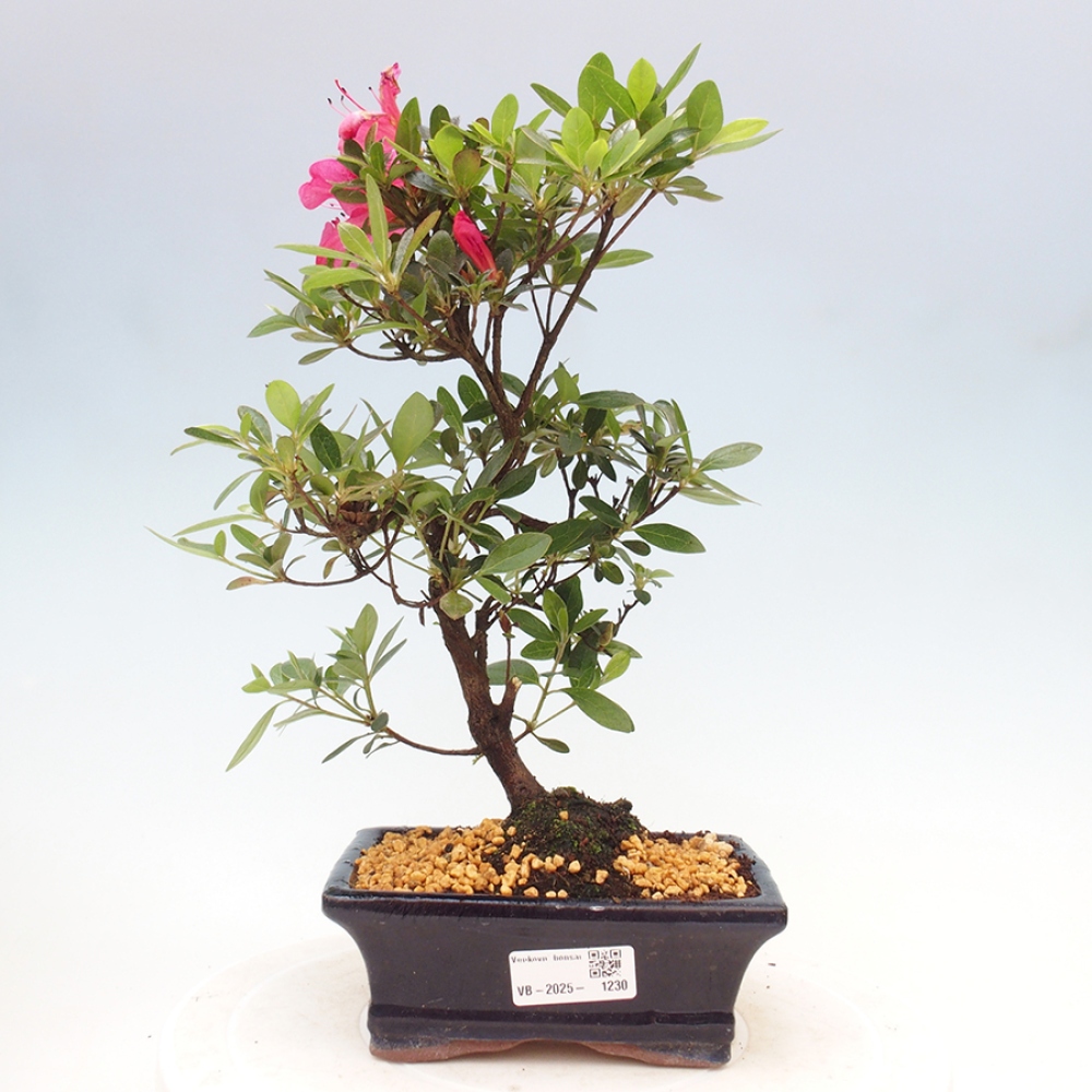 Outdoor bonsai - Japanese azalea - Azalea sp.