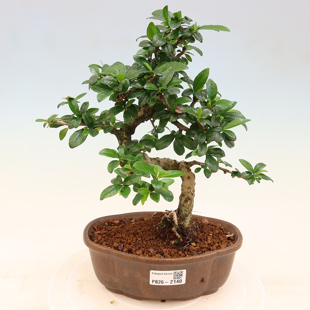 Room bonsai - Carmona macrophylla - Tea fuki