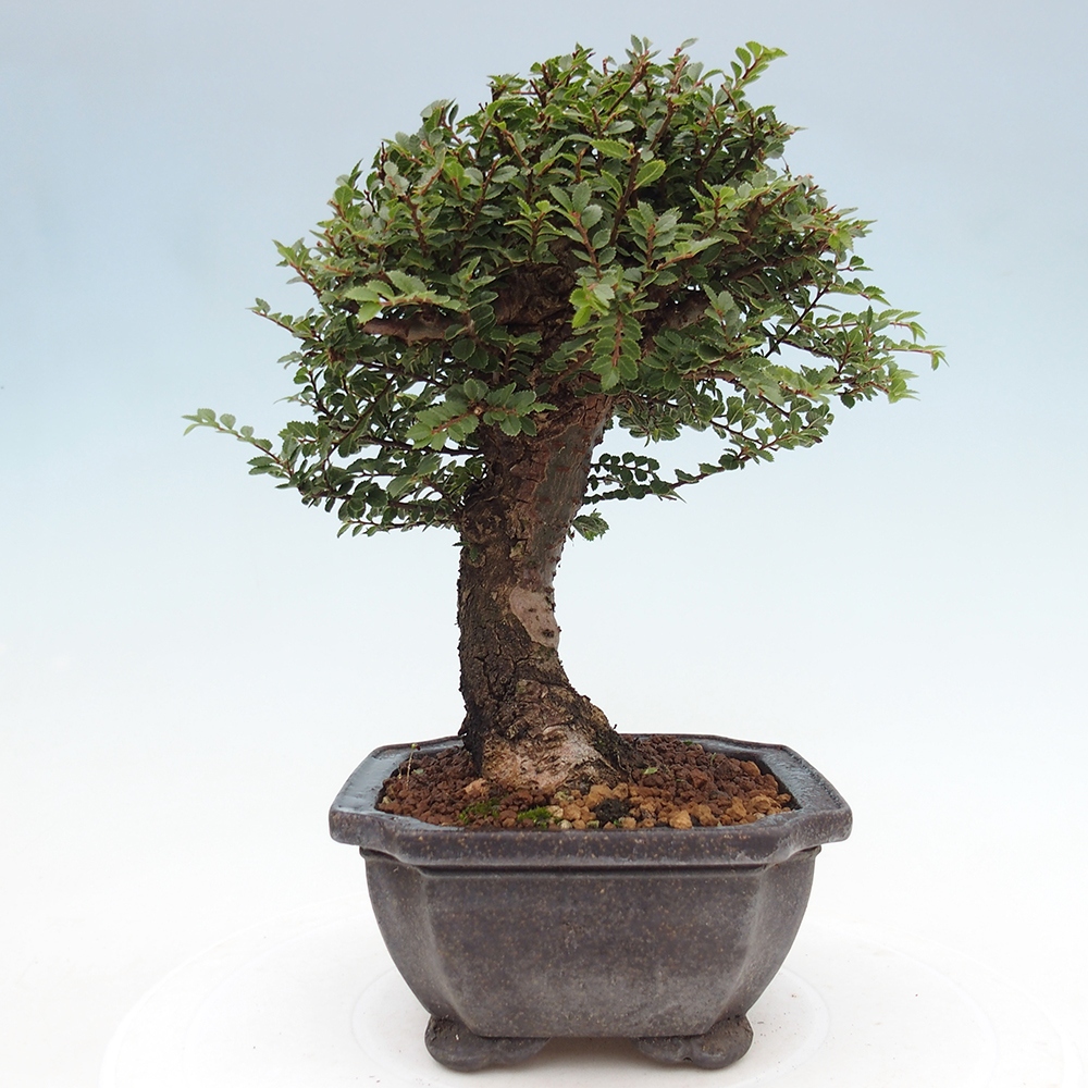 Outdoor bonsai - Ulmus parvifolia Hokkaido - Chinese elm