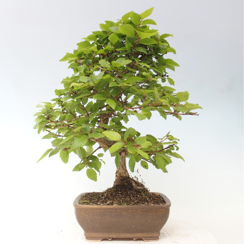 Outdoor bonsai -Carpinus CARPINOIDES - Korean Hornbeam