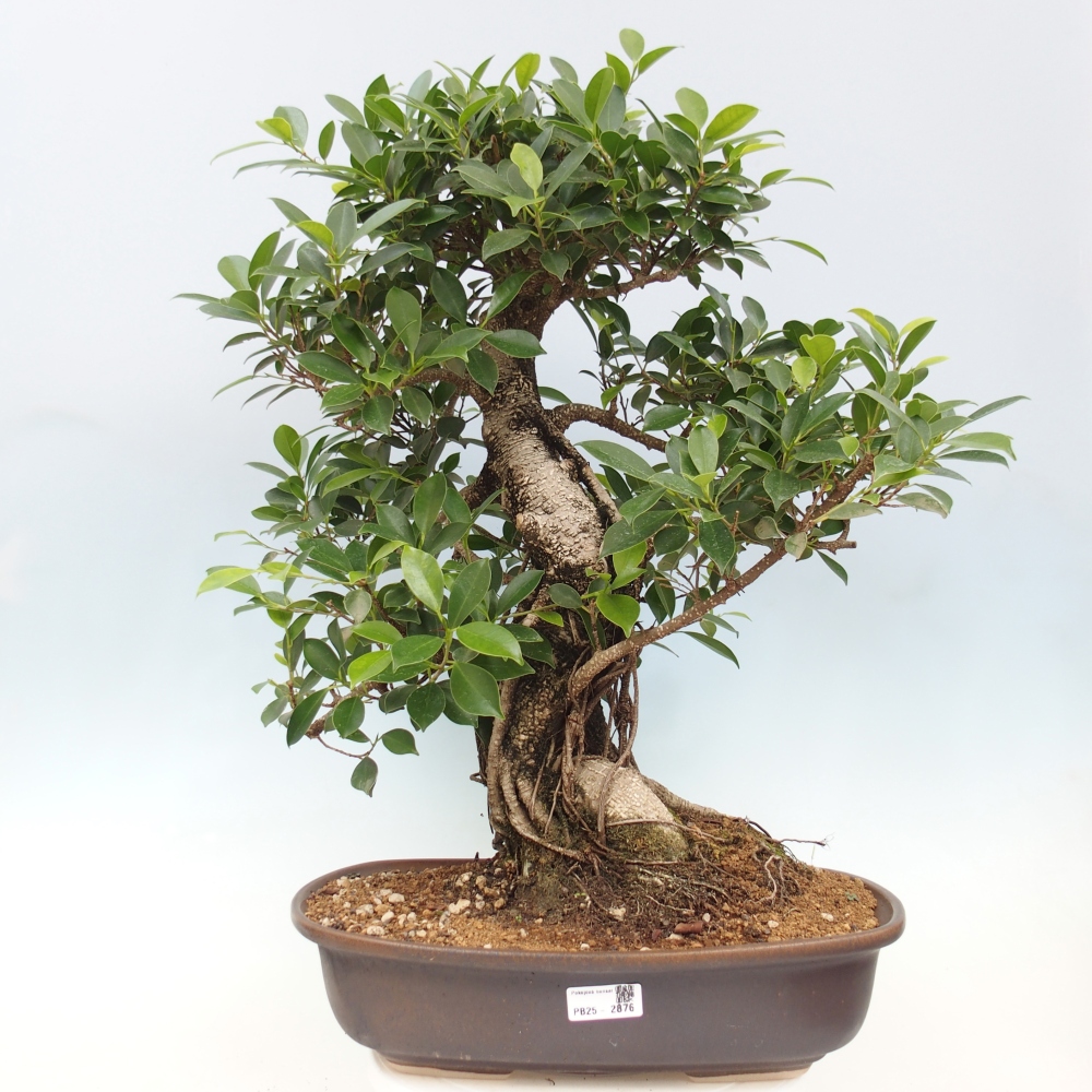 Room bonsai - Ficus kimmen - small-leaved ficus - PERSONAL COLLECTION ONLY or pallet transport