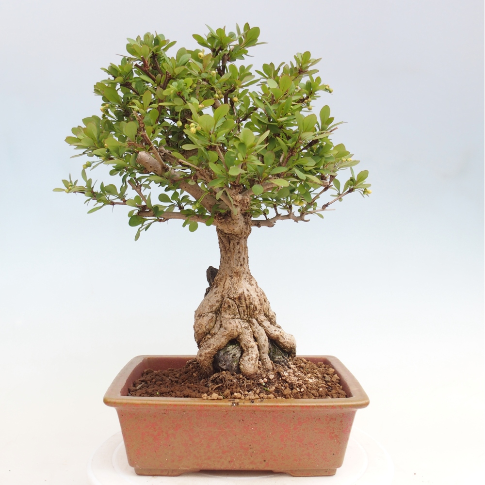 Outdoor bonsai - Berberis coreana