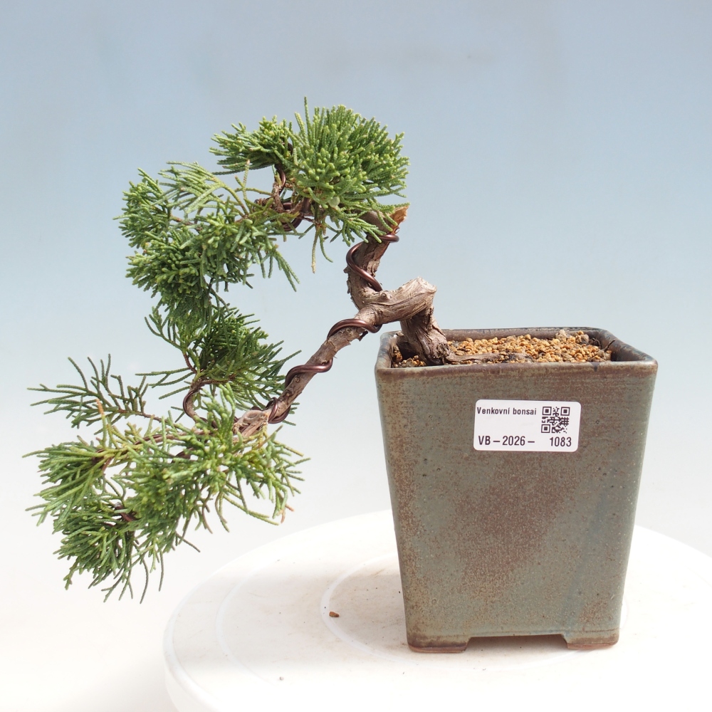 Outdoor bonsai - Juniperus chinensis Kishu