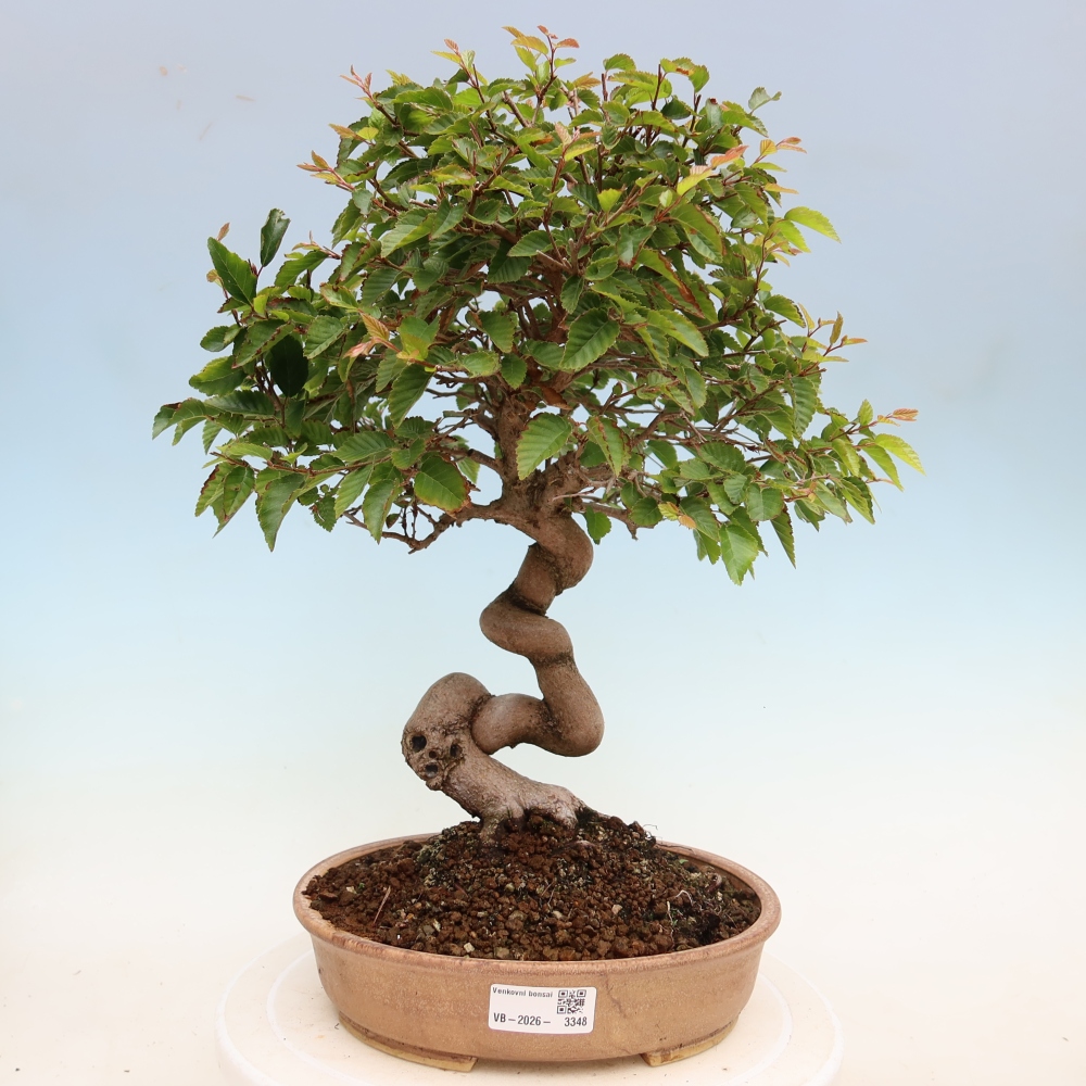 Outdoor bonsai -Carpinus coreana - Korean Hornbeam