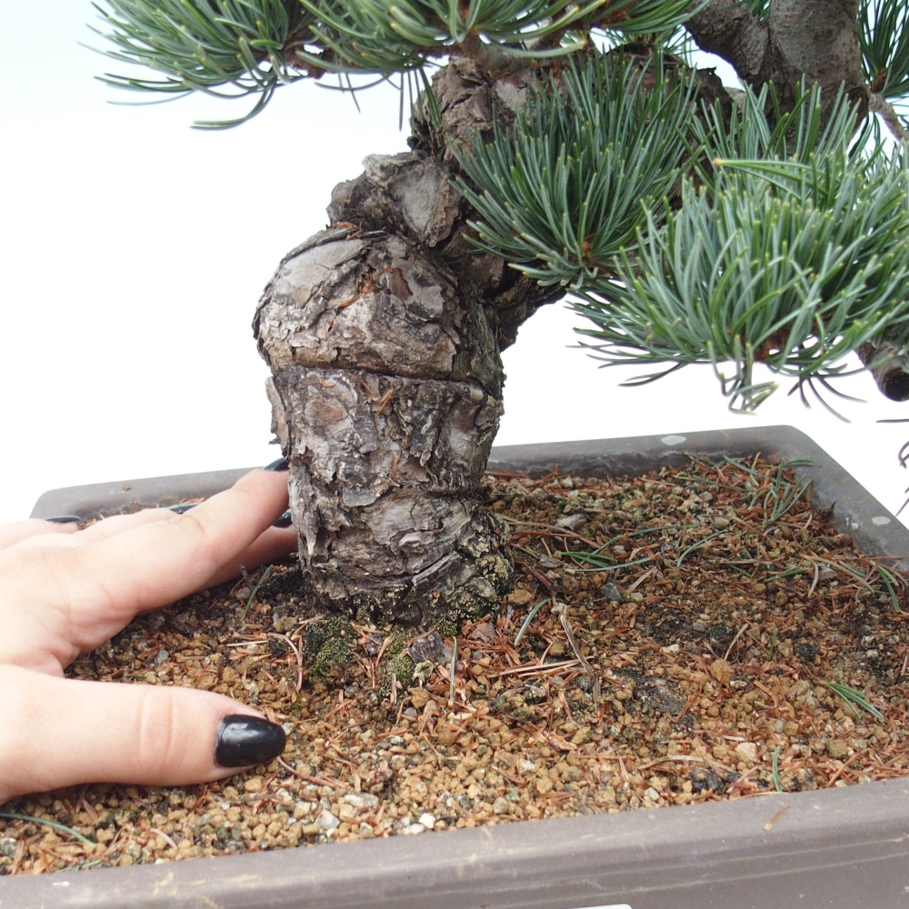 Outdoor bonsai - Pinus parviflora - Small pine tree