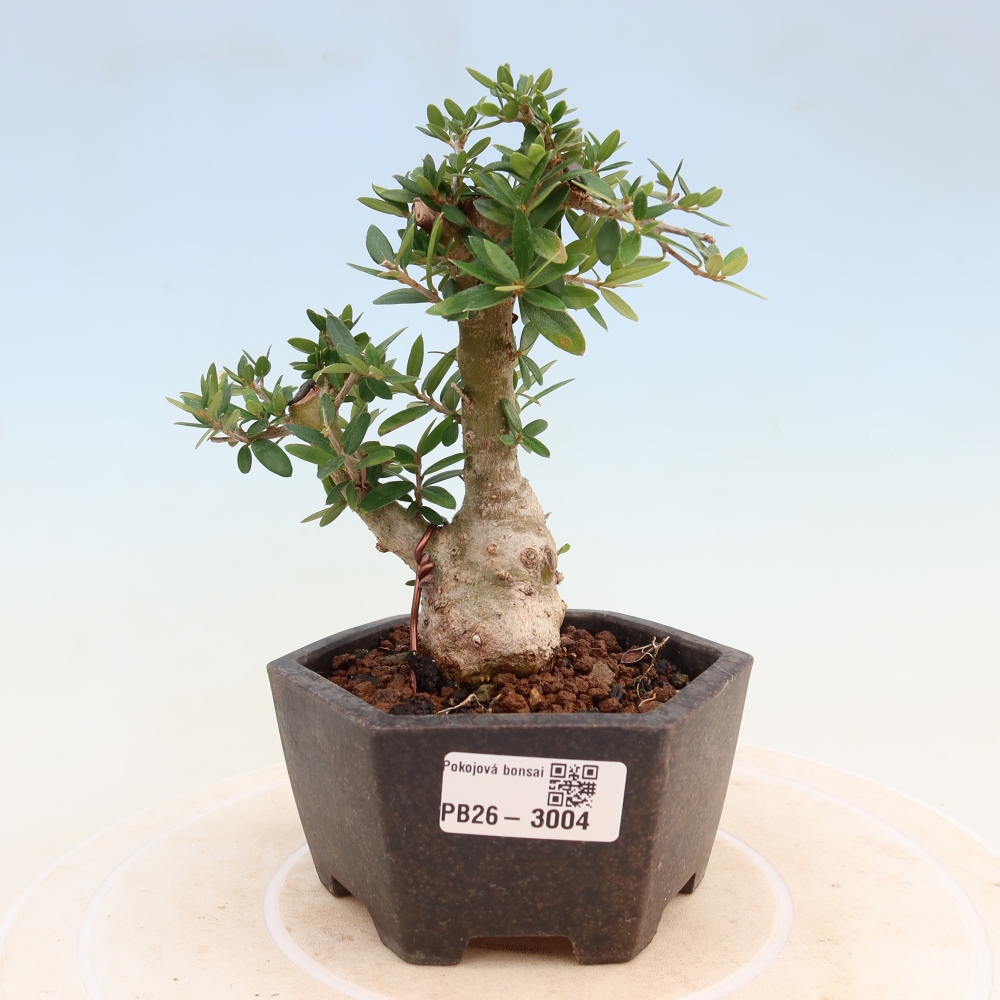 Indoor bonsai - Olea europaea sylvestris